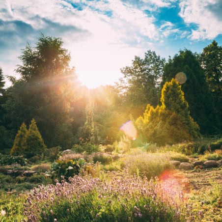 Nouvelle tendance : les jardins naturalisés au Québec